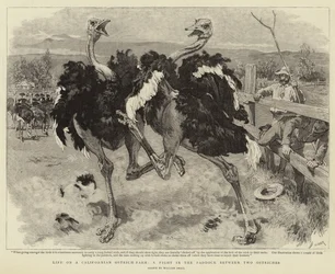 Life on a Californian Ostrich-Farm, a Fight in the Paddock between Two Ostriches